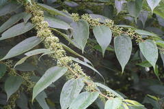 Debregeasia longifolia